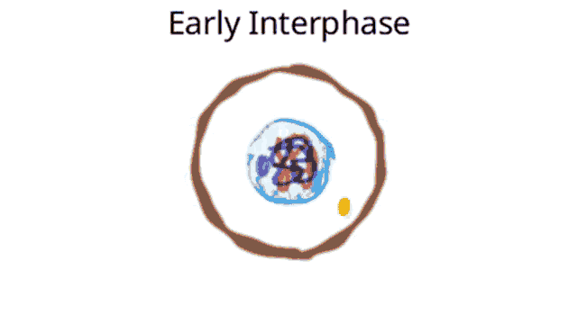 a drawing of a cell with the words late cytokinesis written above it