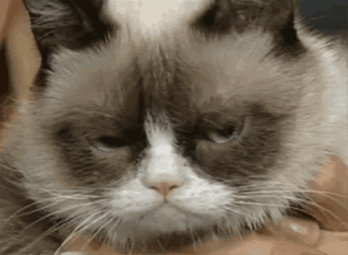 a grumpy cat is being held by a person and looking at the camera