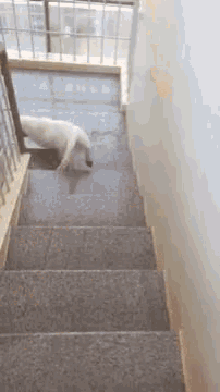 a dog is crawling down a set of stairs .