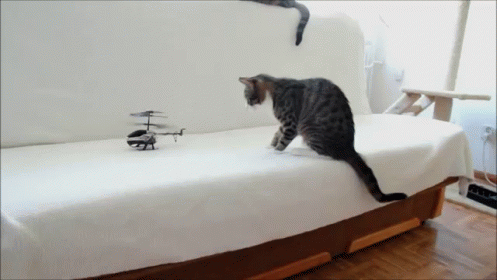 Cat Vs. Helicopter GIF - Cat Helicopter Playing GIFs
