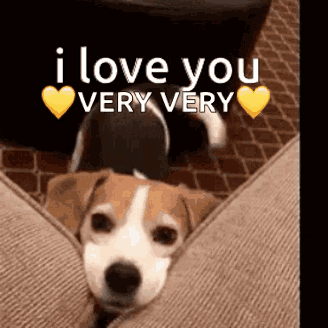 a brown and white dog laying on a couch with the words i love you very very above it