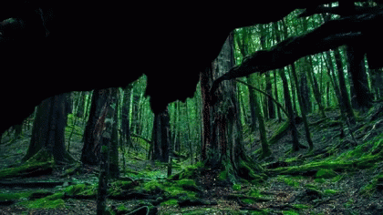 自然　森 GIF - Forest Trees Nature GIFs