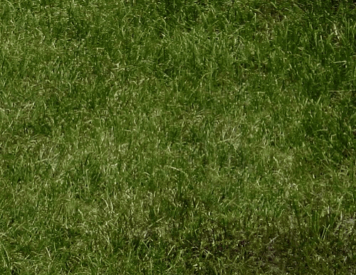 a white rabbit is standing in a field of grass
