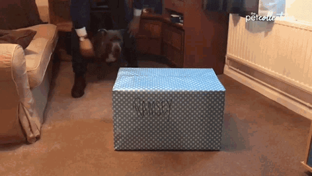 Excited The Pet Collective GIF - Excited The Pet Collective Open GIFs