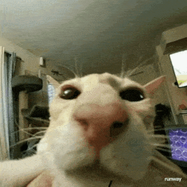 a close up of a cat 's face in a living room with a tv in the background .