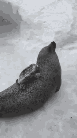 Seal Slapping Belly GIF - Seal Slapping Belly GIFs
