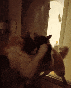 two cats are looking at their reflections in a mirror