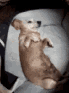 a brown dog is laying on its back on a bed .