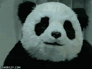Evil Panda GIF - Evil Panda Angry Panda GIFs