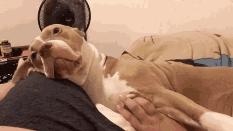 a brown and white dog is laying on top of a person 's chest .
