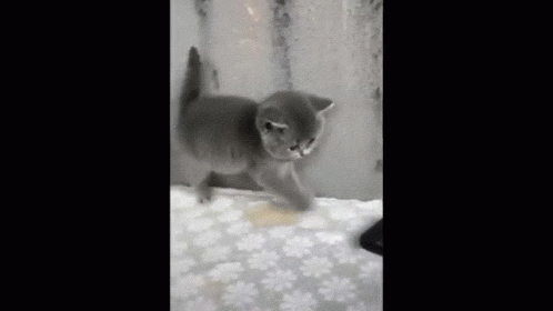 Gato Asustado No Me Asustes Por Favor GIF - Gato Asustado No Me Asustes Por Favor Cat GIFs