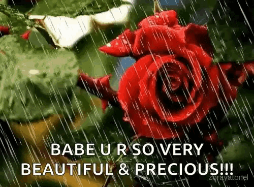 a red rose in the rain with the words `` babe ur so very beautiful & precious ! ''