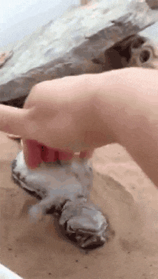 a person is petting a turtle on the beach while a turtle looks on .