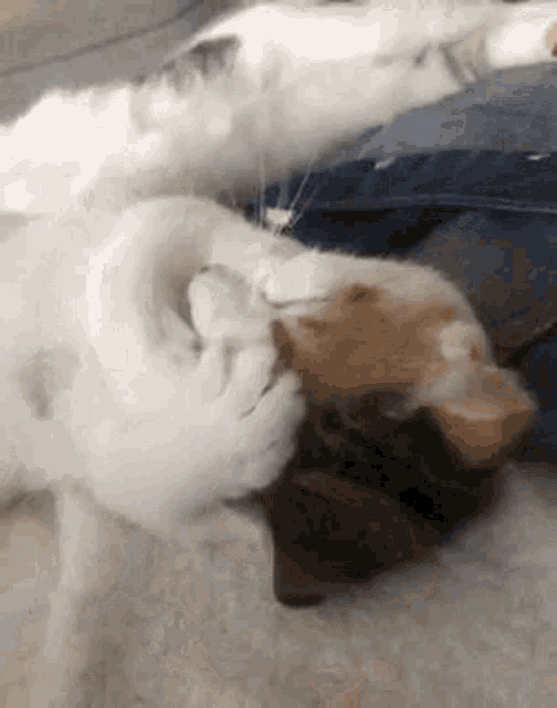 a dog and a cat are laying on top of each other on the floor .