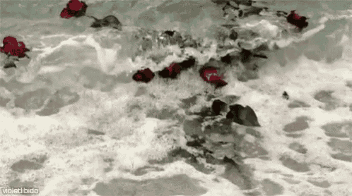 a bunch of roses are floating in the ocean .