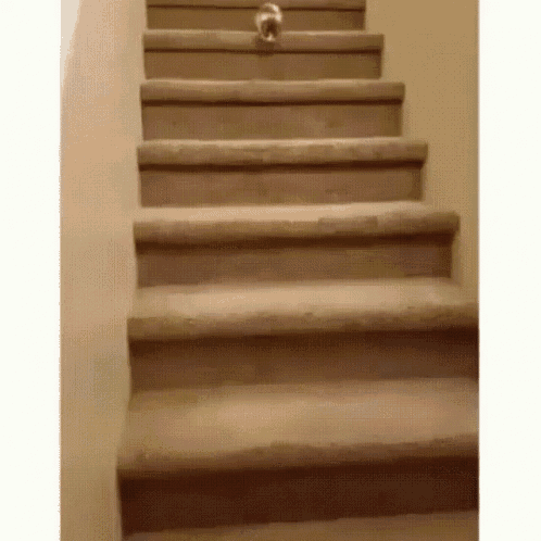 Cat Going Down The Stairs GIF - Cat Going Down The Stairs Fail GIFs