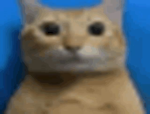 a blurry picture of a cat 's face against a blue background .