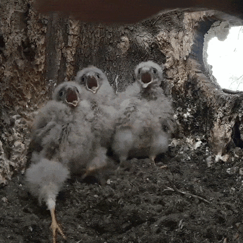 a group of baby birds are sitting in a nest with their mouths open