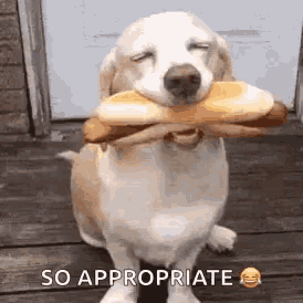 a dog is holding a hot dog in its mouth and says so appropriate .