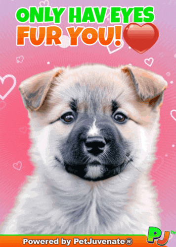 a picture of a puppy with the words " only have eyes fur you "