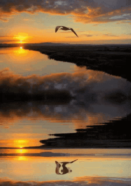 a seagull is flying over a body of water with a sunset in the background