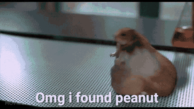 Peanut Kayleigh GIF - Peanut Kayleigh Hamster GIFs