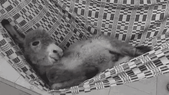a donkey is laying in a hammock with a black and white pattern .