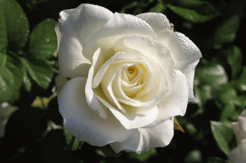 Blooming Whiote Rose GIF - Blooming Whiote Rose GIFs