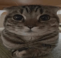 Cat Suspicious Meme - Cat suspicious - Discover & Share GIFs