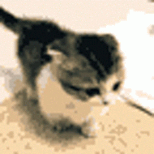 Cat Cute GIF - Cat Cute Cuddles GIFs