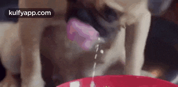 a pug dog is drinking from a pink bowl .