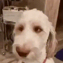 a close up of a white dog with foam on its face