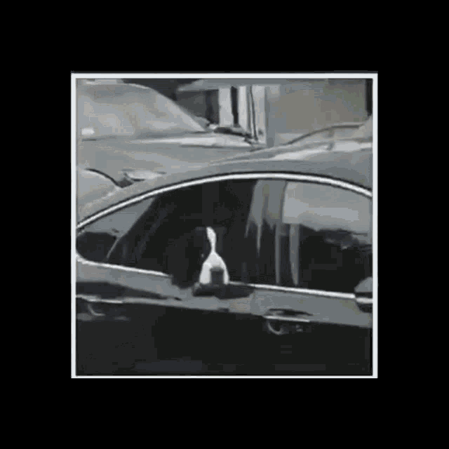Straight Face Dog GIF - Straight Face Dog Look A Like GIFs