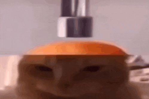 a close up of a cat 's head with a bottle of nail polish coming out of it .