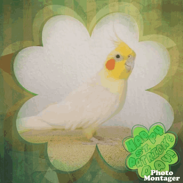 a picture of a bird with the words happy st patrick 's day photo montager