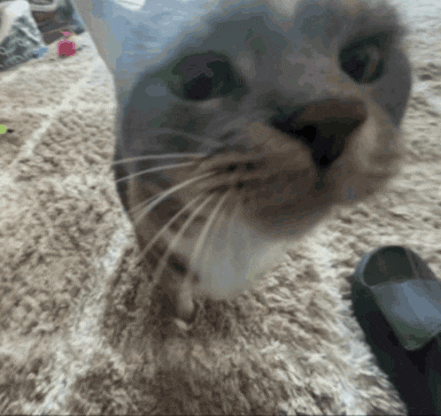 a close up of a cat 's face with a shoe in the background