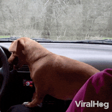 a dog is sitting in the driver 's seat of a car and looking out the window