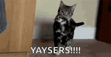 a cat is holding a kitten in its arms and saying yaysers !!! .