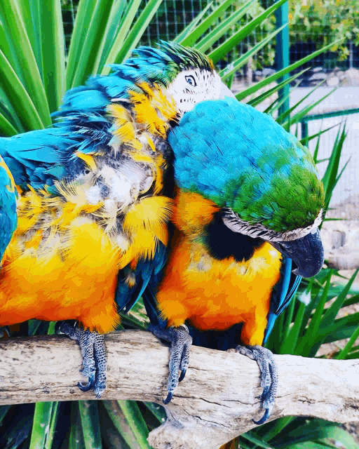 two colorful parrots are sitting on a branch