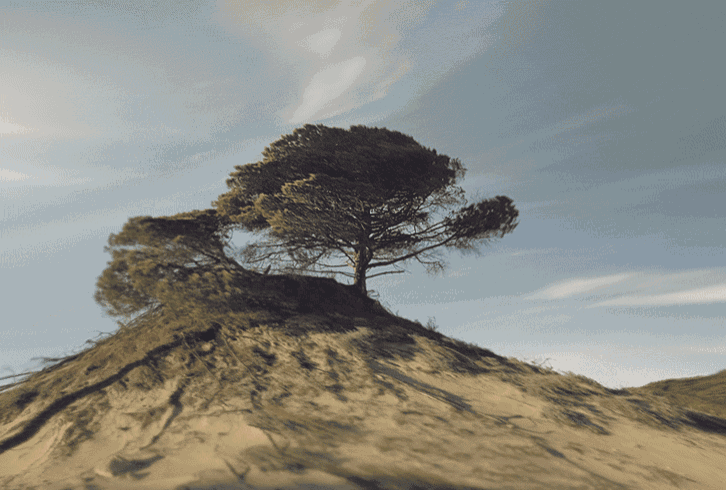 Micaël Reynaud GIF - Tree Nature Spin GIFs