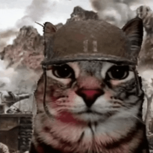 a cat wearing a helmet with the number 11 on it looks at the camera