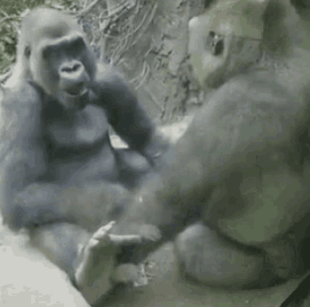 Gorilla Tits GIF - Gorilla Tits Funny GIFs