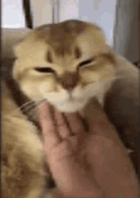 a person is petting a cat with their hand .