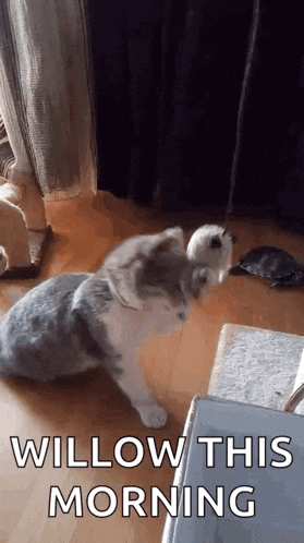 a cat is sitting on a wooden floor next to a bird and a turtle and says `` willow this morning '' .