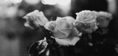 a black and white photo of a bunch of white roses .