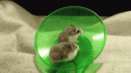 Hamsters Running On Wheel GIF - Hamster Running GIFs