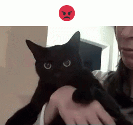 Cat Funny GIF - Cat Funny Meme GIFs