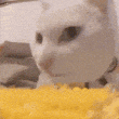 a close up of a white cat eating a piece of corn