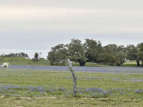 a cow grazes in a field of blue flowers with a barbed wire fence in the foreground