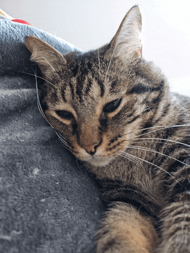 a cat is laying on a blanket and looking at the camera